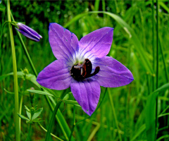 BLÜTE