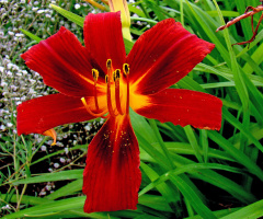 BLÜTE