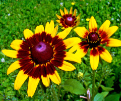 BLÜTEN