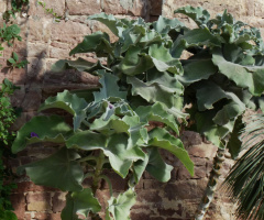 Kalanchoe