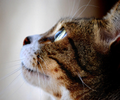 Gato