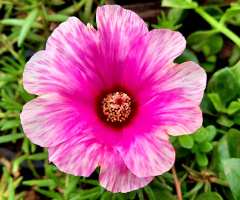 Flor