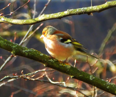 In the winter sun
