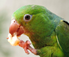 Comendo banana 