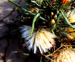 Thorny Beauty ❤️