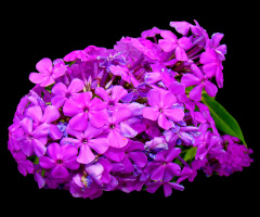 BLÜTEN
