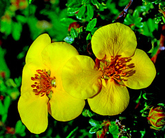 BLÜTEN