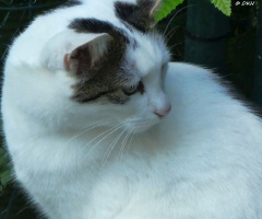 Neighbour's cat 