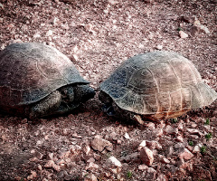 Buddies 