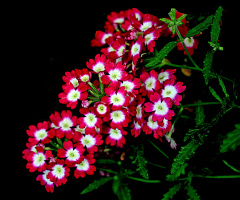 BLÜTEN
