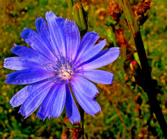 BLÜTE
