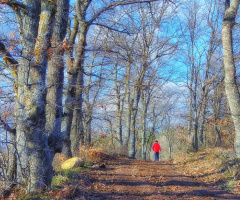 Orman Yolu