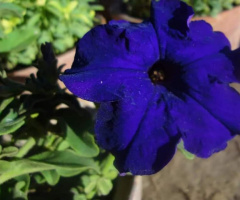 Blue princess 