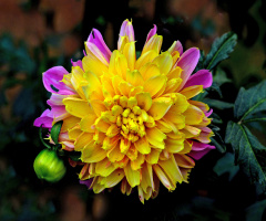 BLÜTE