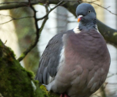 Dove