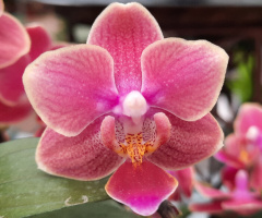 Orquídea