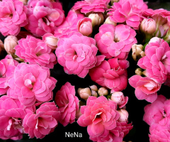 Flores