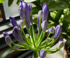 Agapanthus