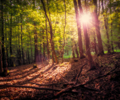 Doğa HDR