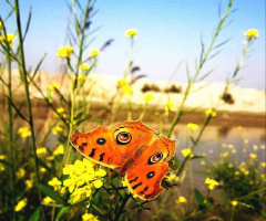 Beauty in the mist of Beauty 
