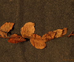 Autumn leaves