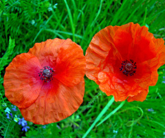 BLÜTEN