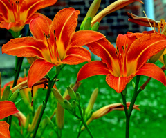 BLÜTEN