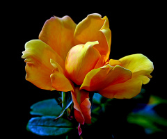 BLÜTE