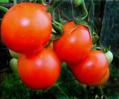 TOMATEN