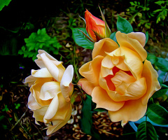 BLÜTEN