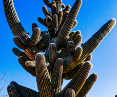 A Sonoran Desert Saguaro Cactus