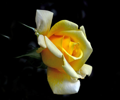 BLÜTE