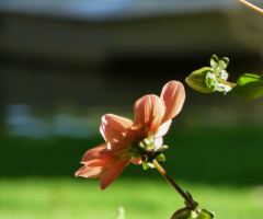 blossoms