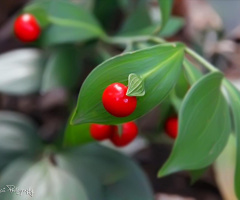 Red & Green