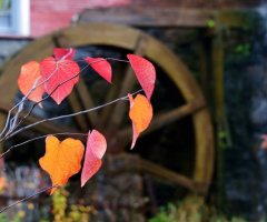 Autumn Leaves