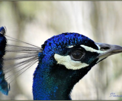 Belleza azul