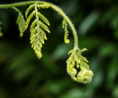 fern