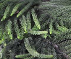 all green