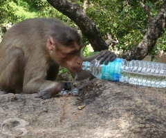 Thirsty 