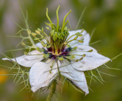 Love in a mist