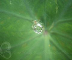 water drop