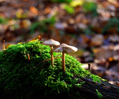 Little Mushrooms