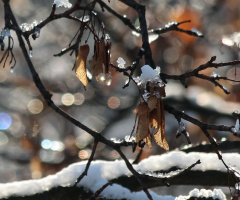 winter bokeh