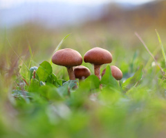 Fungus