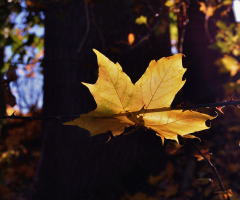 Pierced Leaf