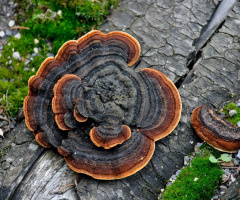 Mushroom on a tree