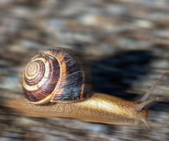 speed