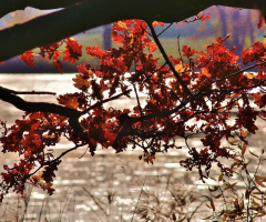 Last Days of autumn