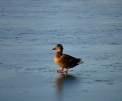 Duck on Ice
