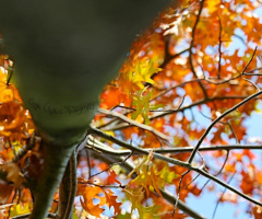 Sonbahara Bakış - Autumn Perspective